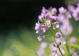 The Purebower