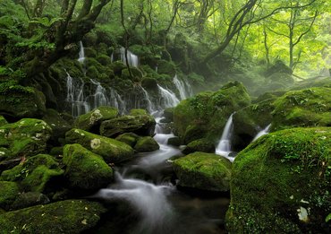 The Purebower